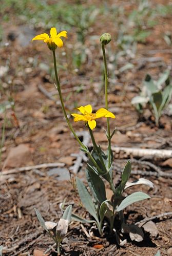 Arnica dealbata